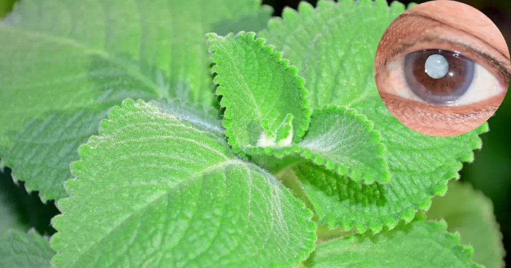 orégano orejón para la vista