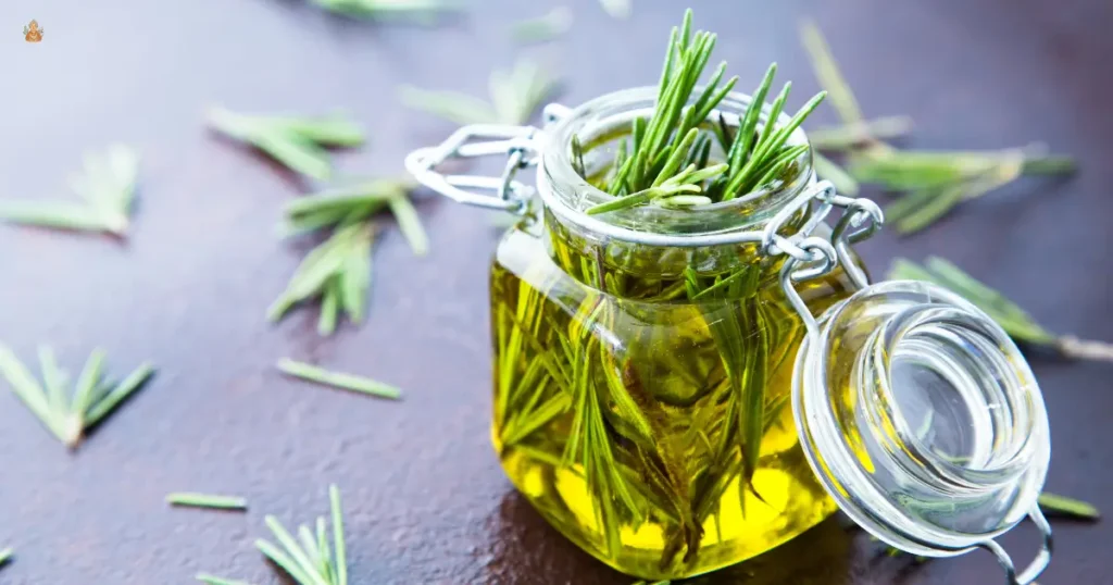 romero y aceite de oliva para el cabello