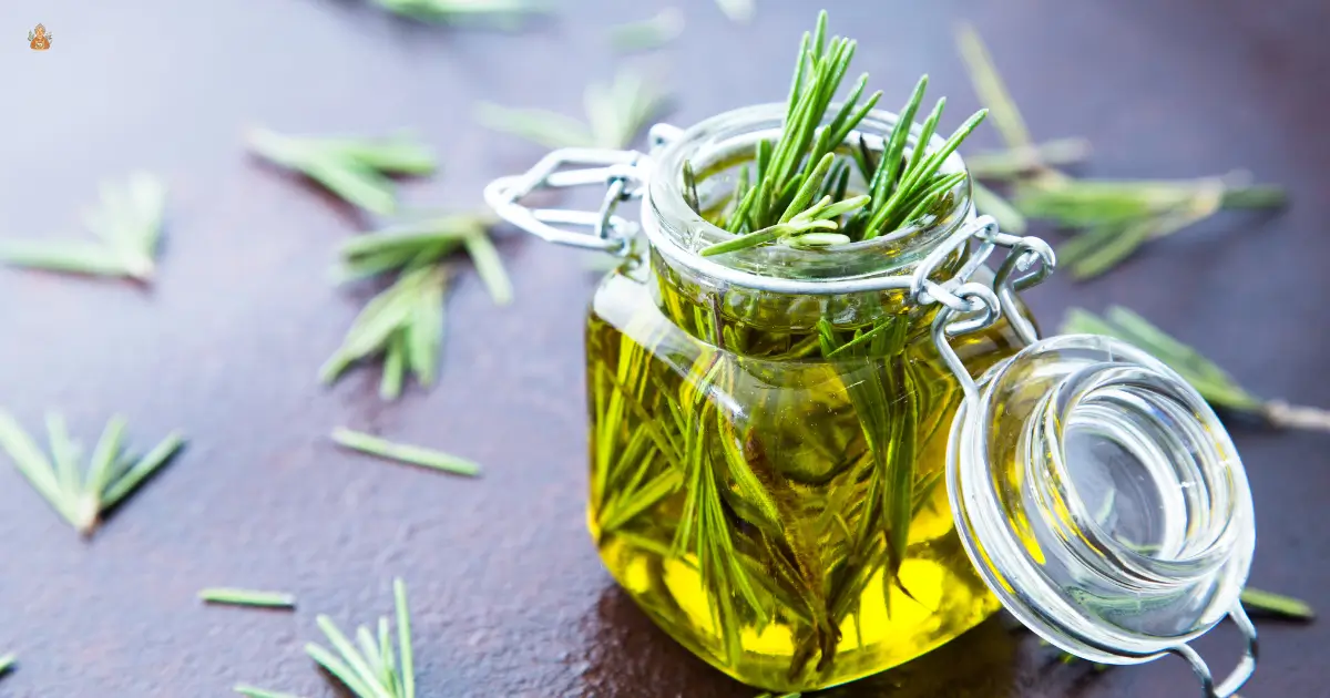 romero y aceite de oliva para el cabello